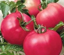 Как обрабатывать семена помидоров перед посевом, три способа