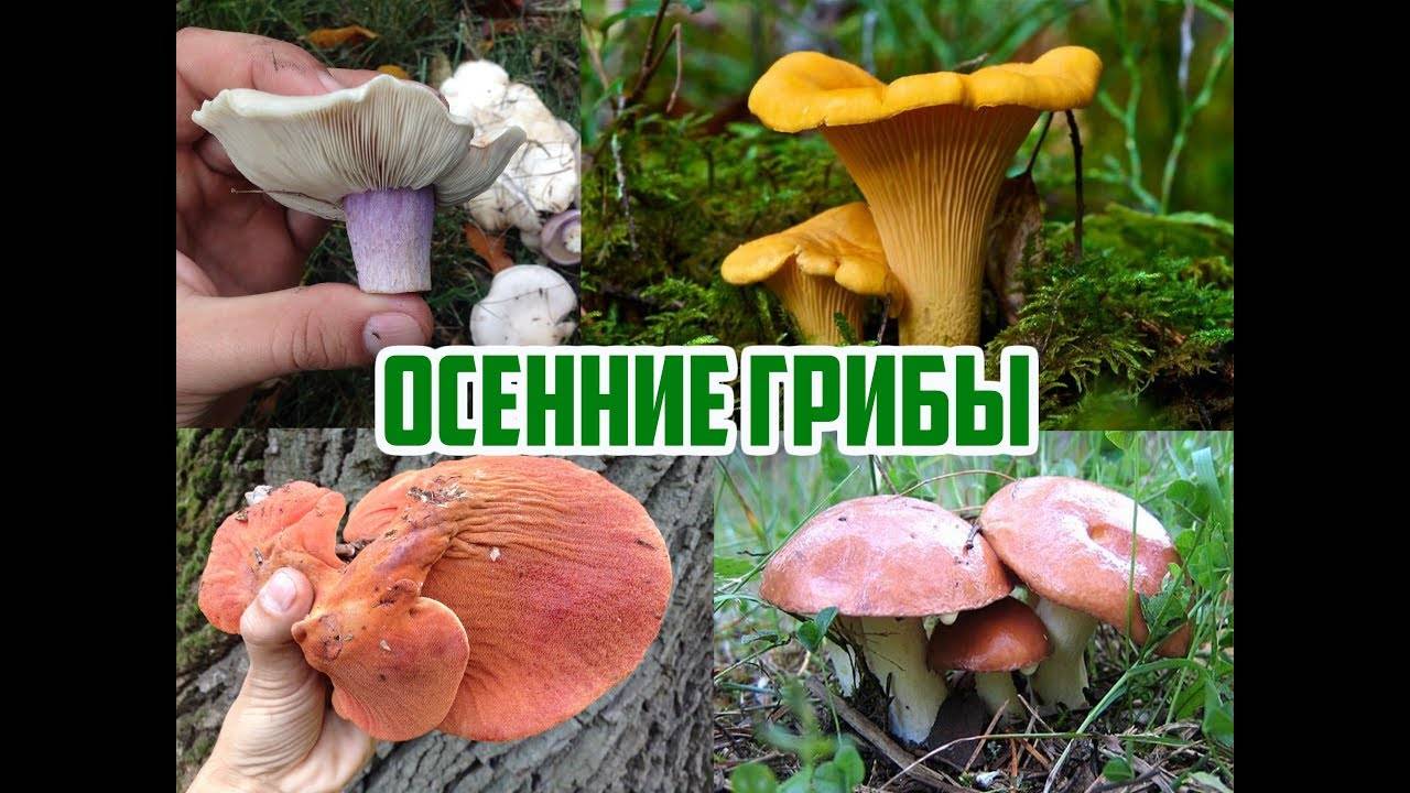 Ядовитые грибы: подборка самых опасных видов с фото