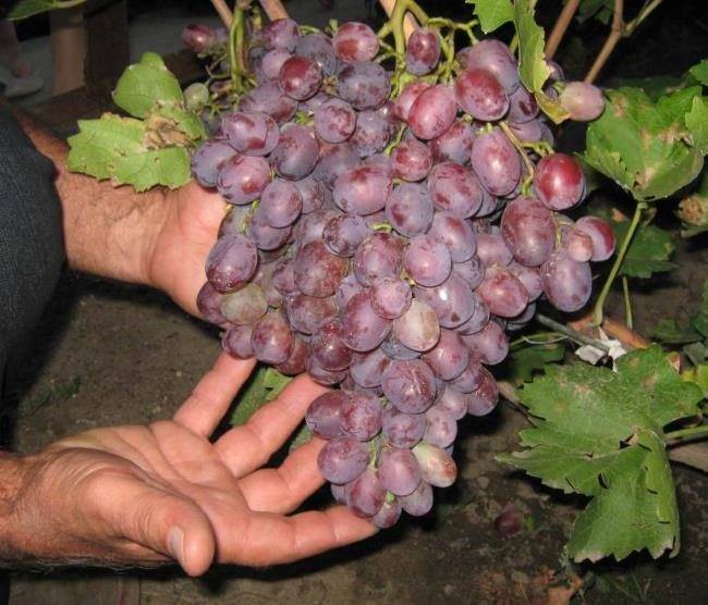 Виноград ризамат — описание сорта, фото