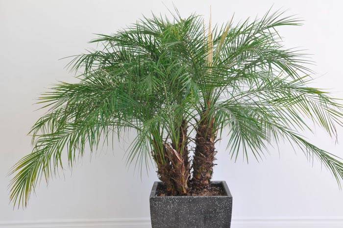 Финиковая пальма: описание и выращивание в домашних условиях