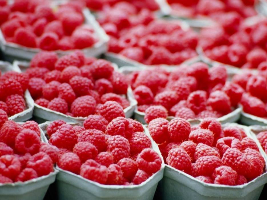 Советы начинающему ягодоводу или экономика малиновой плантации. часть первая