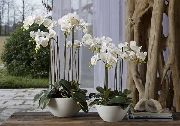 Как реанимировать орхидею – способы оживления, если цветок сгнил, засох или остался без корней и листев, как правильно спасти детку в домашних условиях