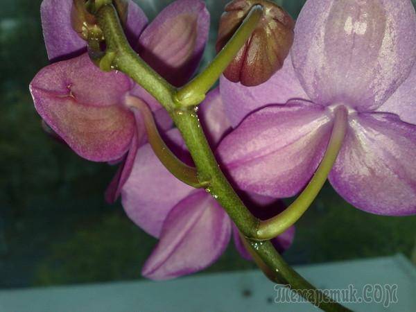 Липкие капли на листьях и других частях орхидеи – почему такое случается и как решить проблему?