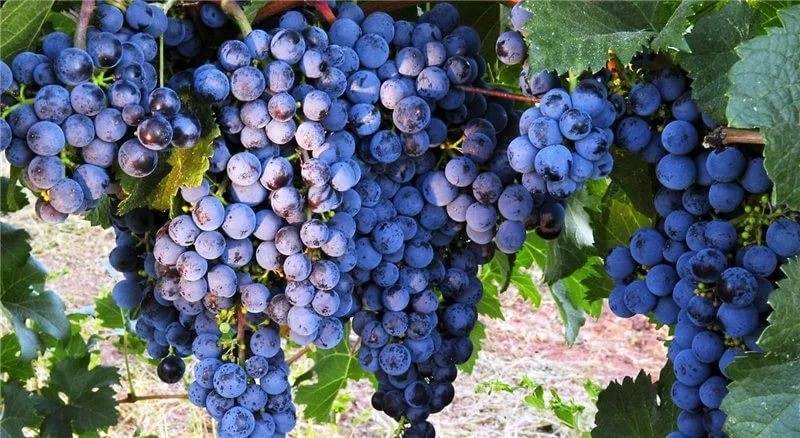 Как правильно сажать виноград саженцами весной?