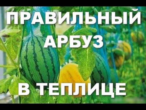 Выращиваем арбузы: основные правила агротехники и тонкости выбора сорта для разных регионов