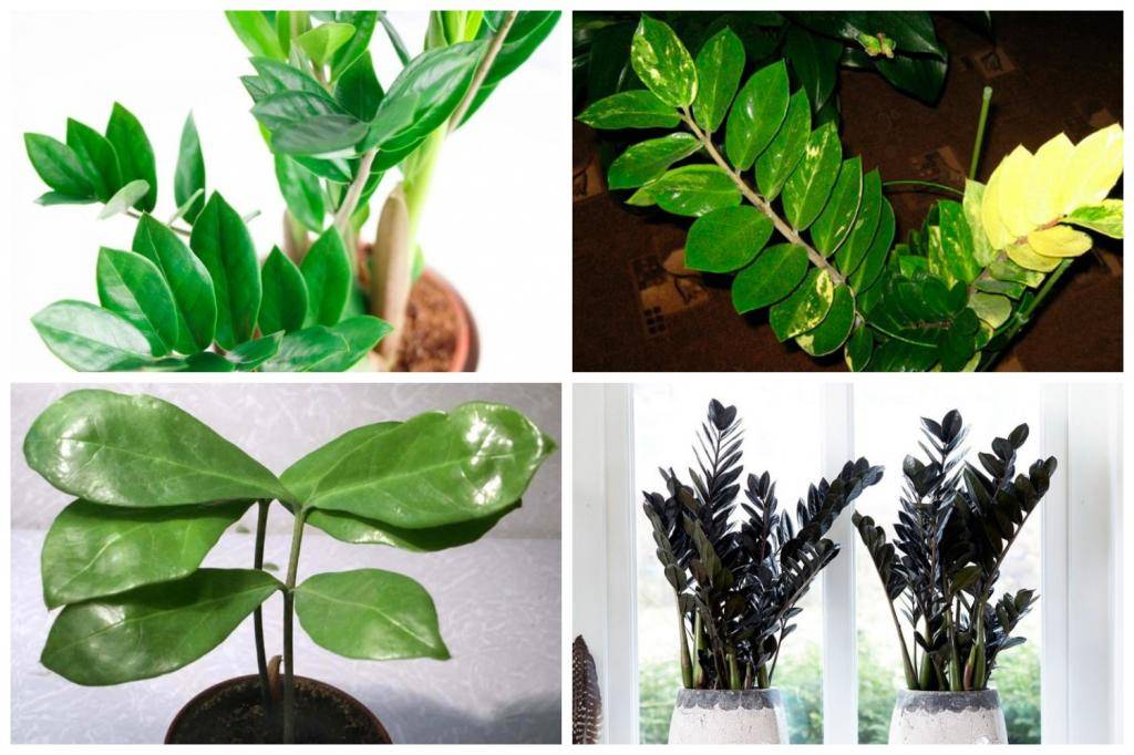 Секреты опытных цветоводов: как правильно посадить тропический замиокулькас?
