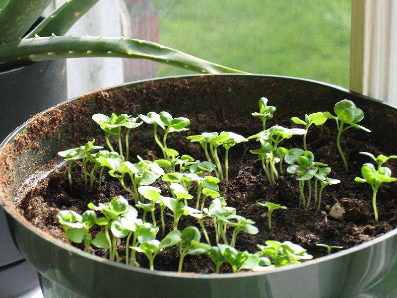 Ароматный и освежающий базилик — выращиваем на подоконнике