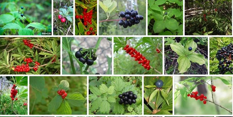 Какие есть съедобные ягоды в лесу: фото и список