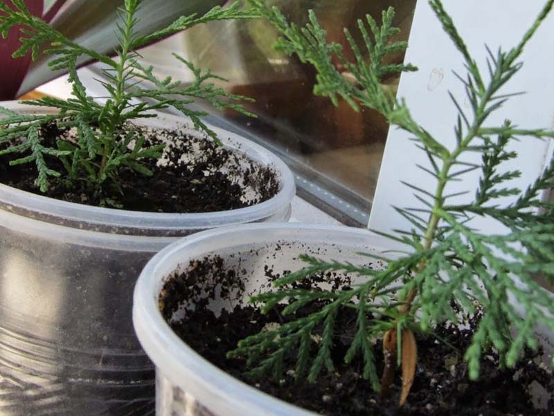 Выращивание туи из семян: особенности посадки и ухода в домашних условиях