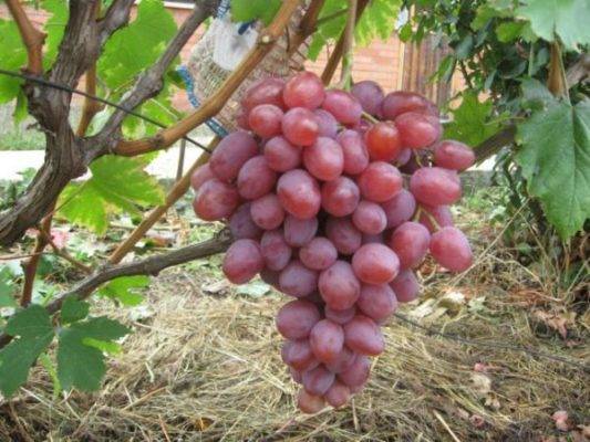 Плюсы и минусы выращивания винограда сорта аркадия