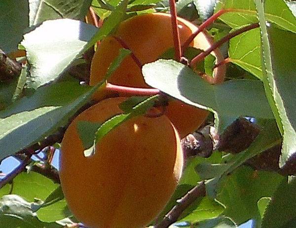 Триумф северный: всё о выращивании популярного сорта абрикоса