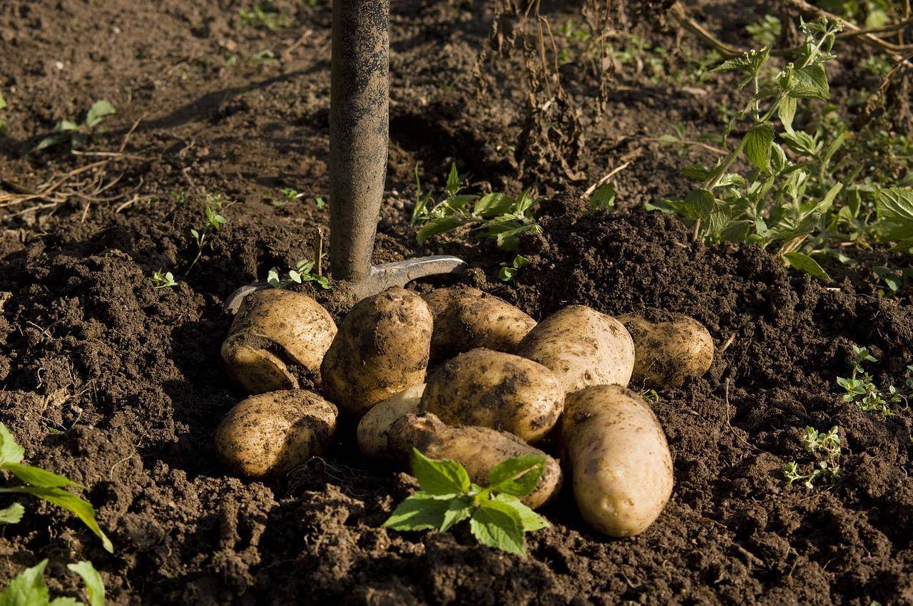 Своя картошка уже в июне: секреты раннего урожая