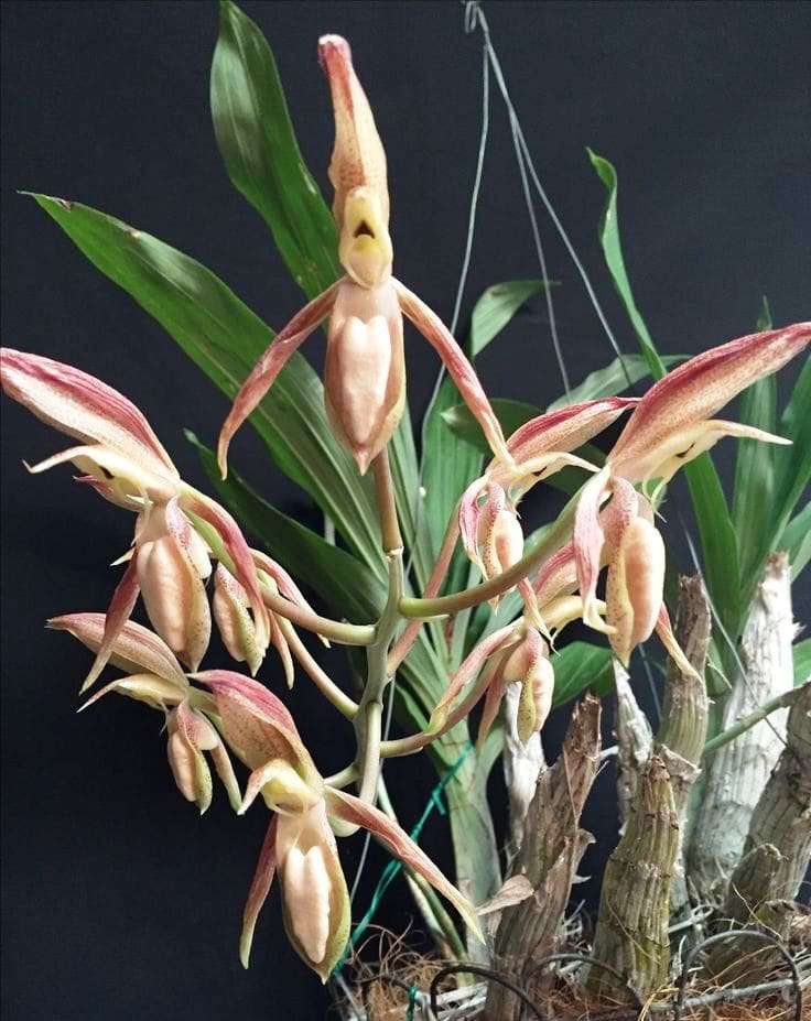 Экзотичная черная орхидея: описание, особенности ухода, болезни и вредители