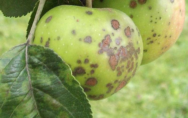 Фунгицид «топсин-м»: инструкция по применению против болезней полевых, плодовых культур, овощей и винограда