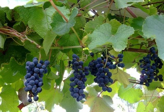 Особенности посадки и выращивания винограда в подмосковье