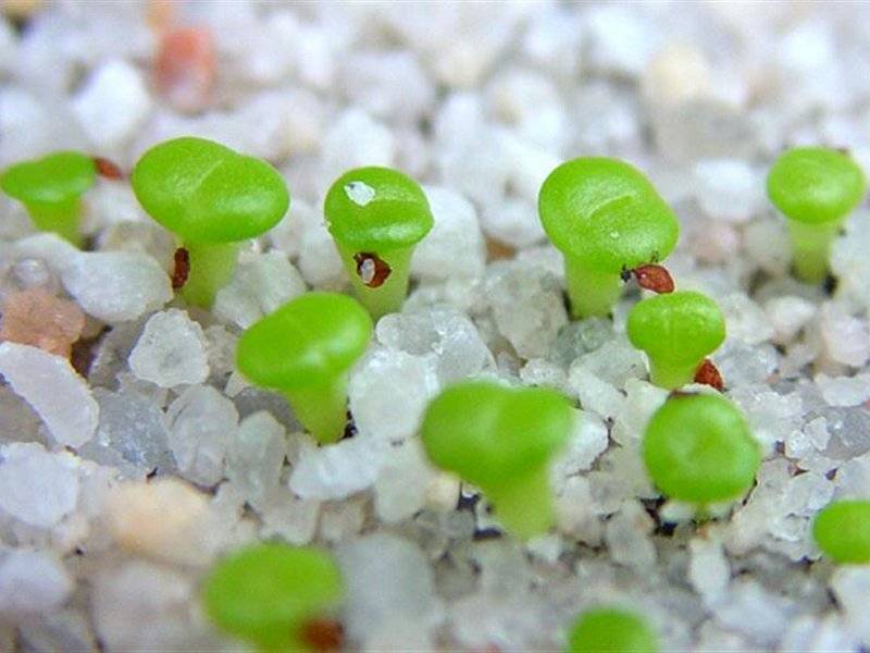 «живые камни» — литопсы, настоящее чудо природы. знакомимся с удивительным растением литопс