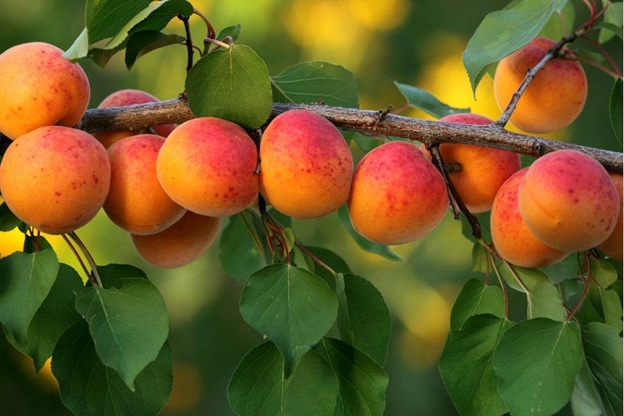 Болезни и вредители абрикосовых деревьев, лечение и профилактика