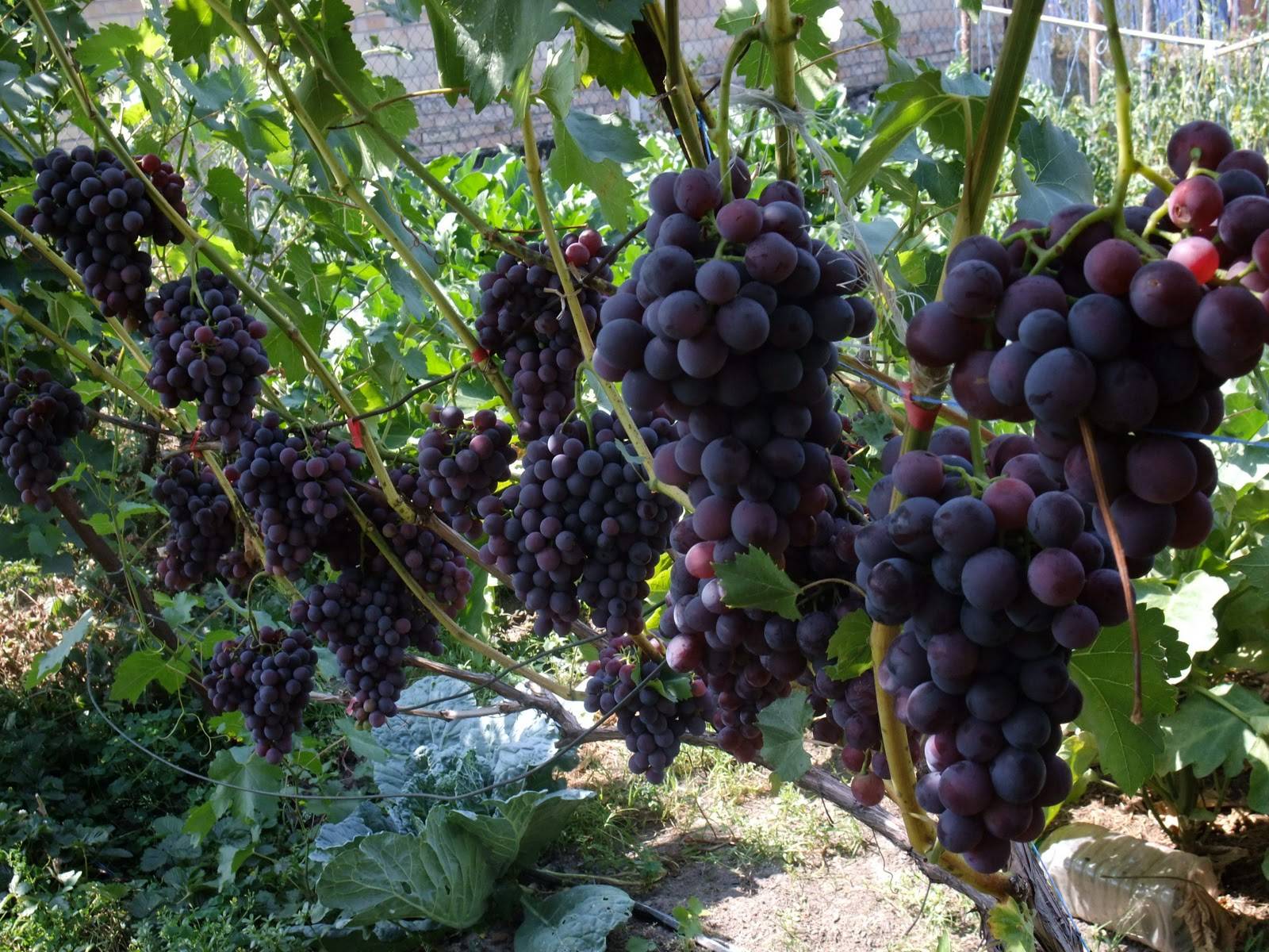 Чем лечить виноград — описание современных вредителей и болезней виноградников (110 фото)