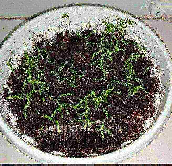 Укроп на подоконнике – как правильно выращивать укроп дома, чтобы добиться пышной зелени