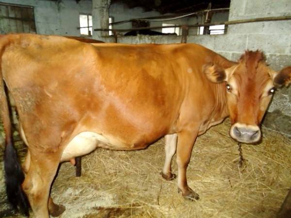 Содержание коров в частном подсобном хозяйстве
