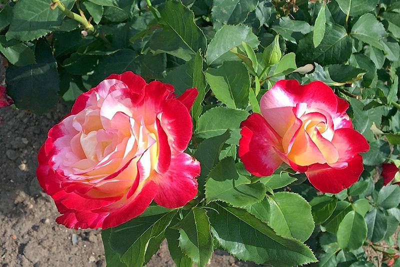 Плетистая роза «казино»: описание сорта, посадка и уход