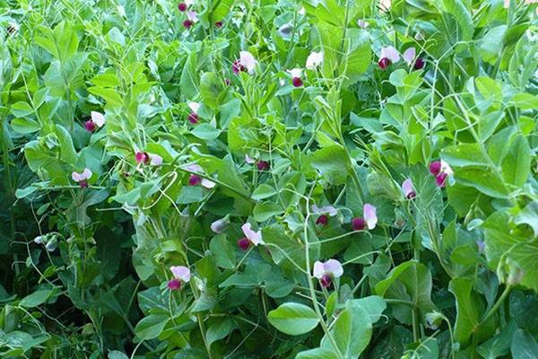 Изучаем, как вырастить душистый горошек — ароматное ампельное растение