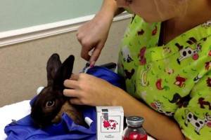 Соликокс для кроликов: инструкция по применению