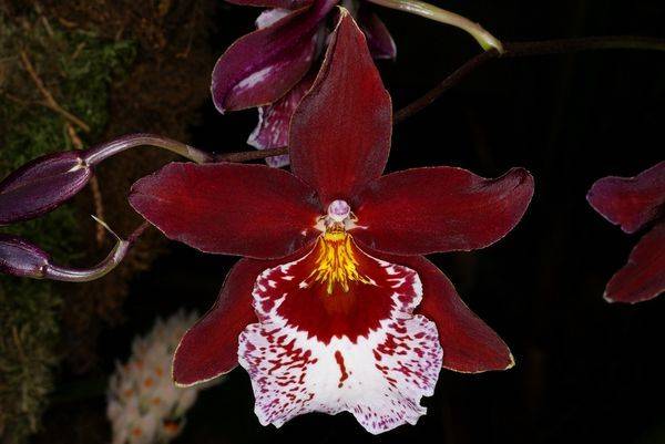 Гибридная орхидея камбрия: описание сорта и уход в домашних условиях