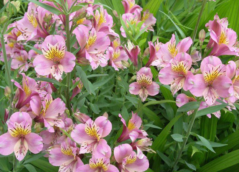 Альстромерия — волшебный цветок инков