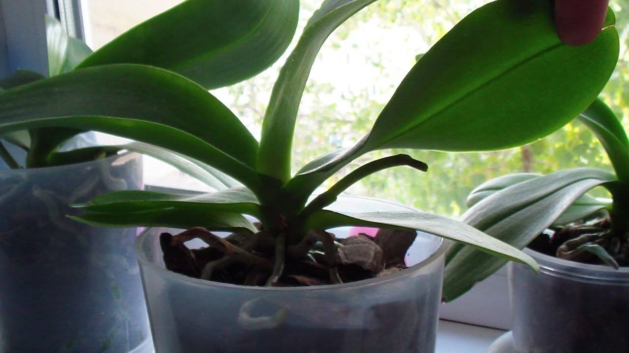 Почему не цветет орхидея в домашних условиях и что с этим делать?