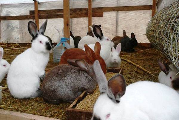 Особенности вакцинация кроликов