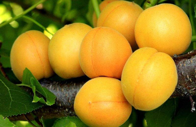 Выращивание урожайного и морозоустойчивого кичигинского сорта абрикоса
