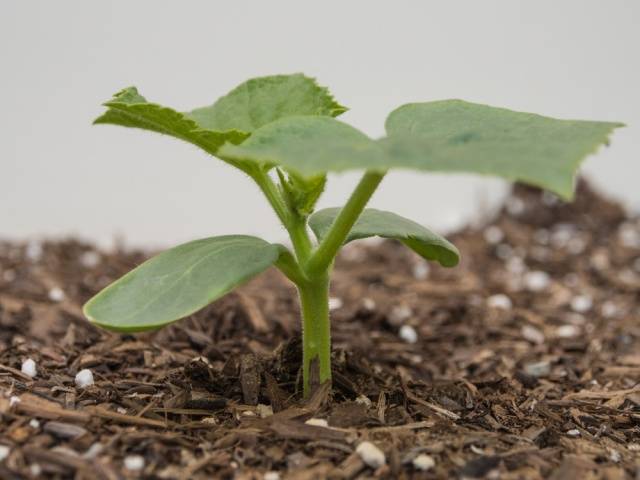 Как самостоятельно приготовить стимуляторы роста для растений