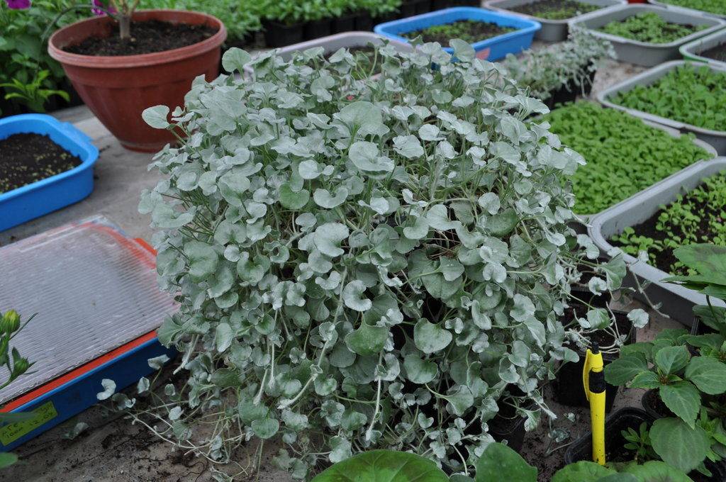 Дихондра: выращивание и уход, как сохранить растение зимой