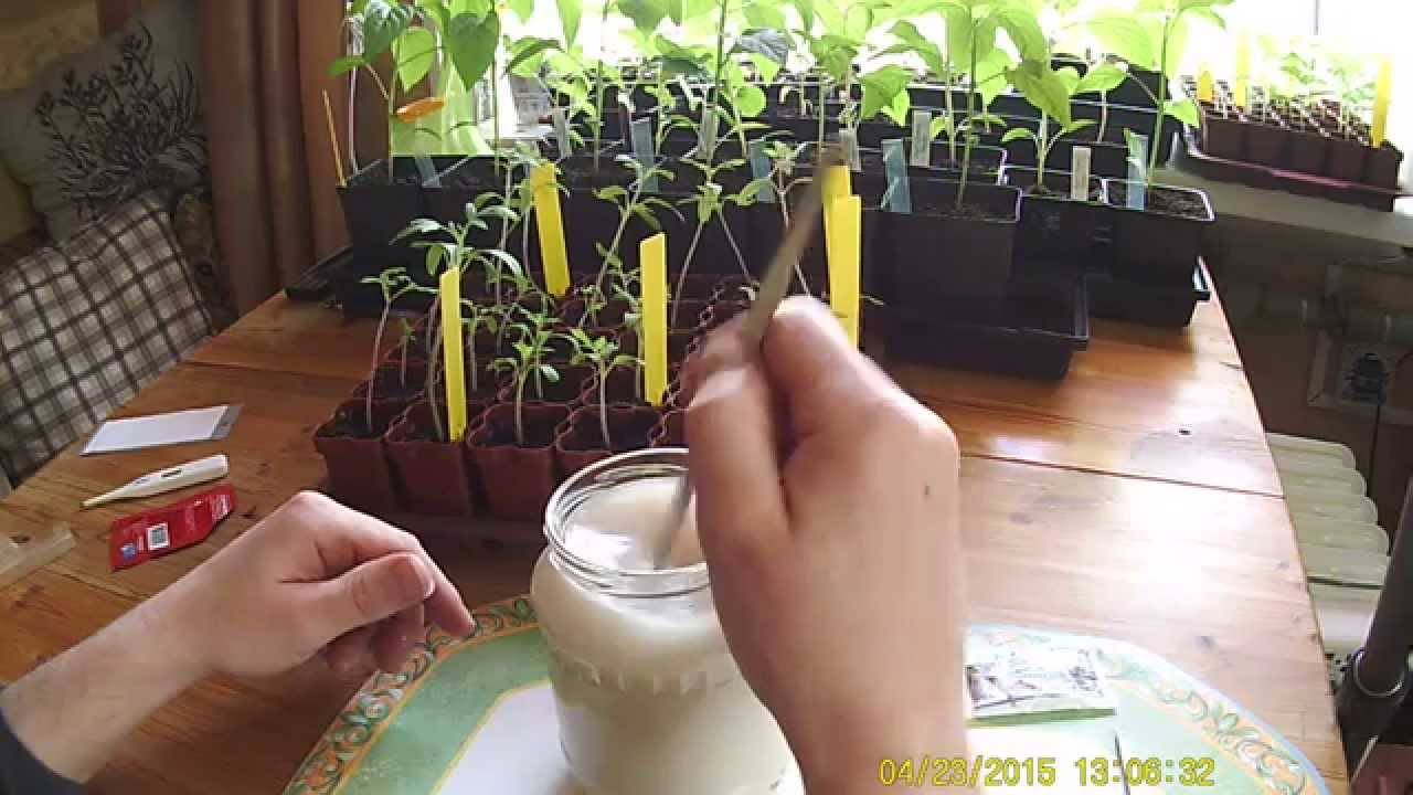 Технология подкормки растений дрожжами — органическое удобрение