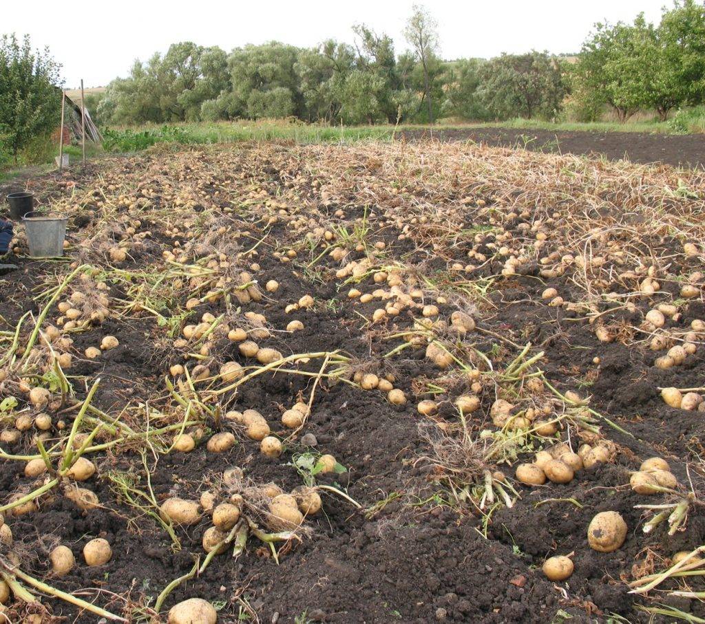 Урожай картофеля уже в конце июня — видео