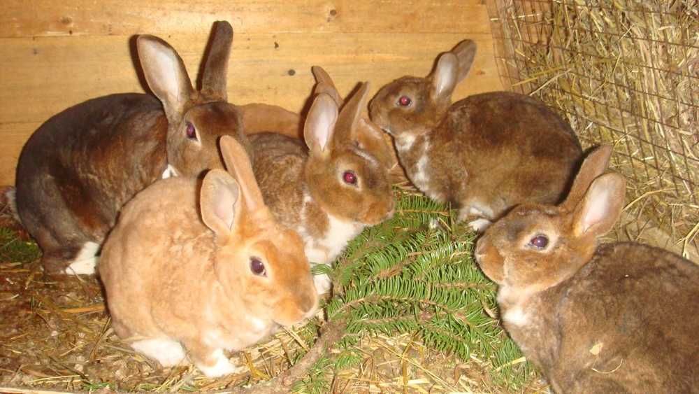 Чем кормить кроликов зимой