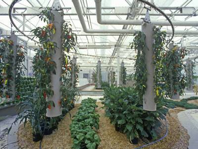 Зелень своими руками: применение гидропонной установки для выращивания лука, петрушки, салата в домашних условиях