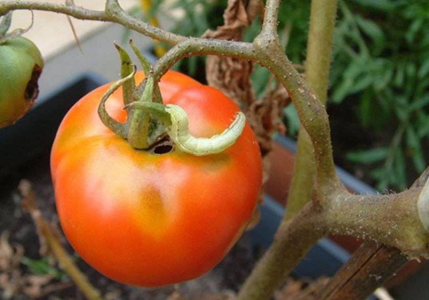 Методы и средства борьбы с белокрылкой на тепличных томатах в 2020 году: как наиболее эффектно защищать посадки и уничтожать насекомое, первые признаки опасности, чем угрожает эта мошка, сохраняем тепличные саженцы помидор здоровыми