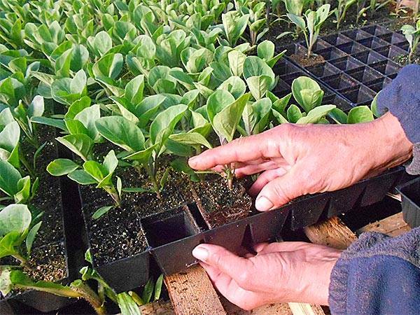 Минеральная вата для растений: особенности применения