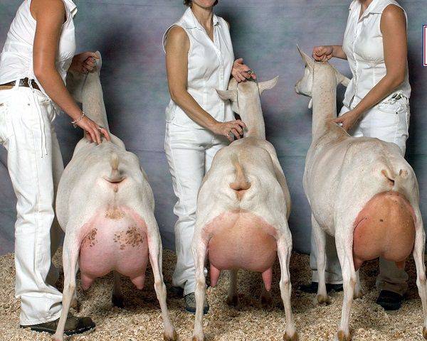 Молочные породы коз