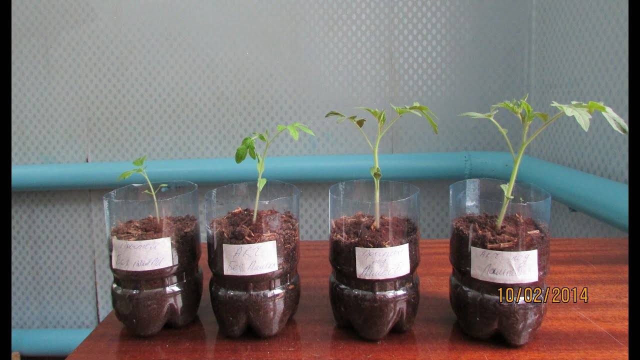 Выращивание душистого табака из семян: посев на рассаду, уход, пикировка, высадка в грунт