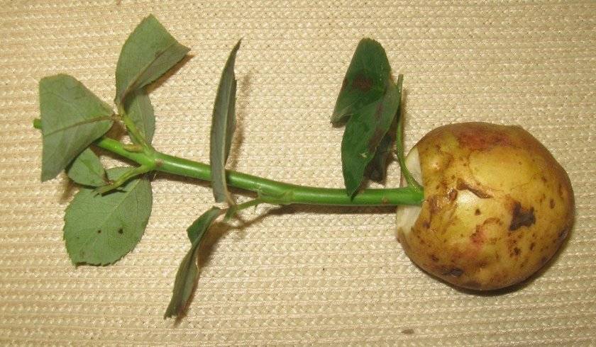 Технология выращивания роз в домашних условиях путем укоренения черенков в картошке
