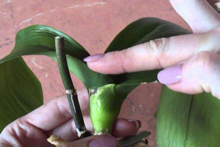 Если у любимой орхидеи сгнили корни: как ее спасти