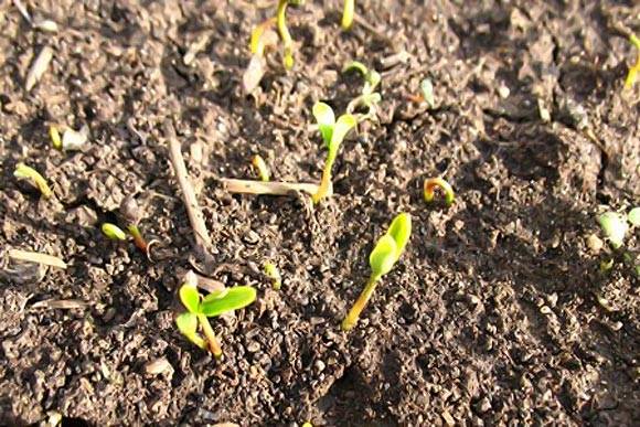 Барбарис из семян: как правильно вырастить