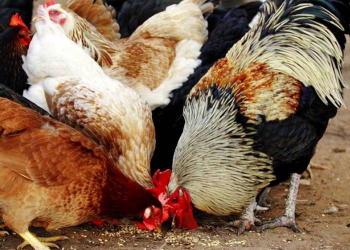 Содержание кур зимой – как заставить курицу нестись в холода