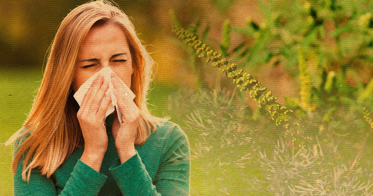 Аллергия на цветение амброзии