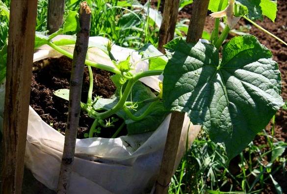Как сажать и выращивать огурцы в мешках пошагово