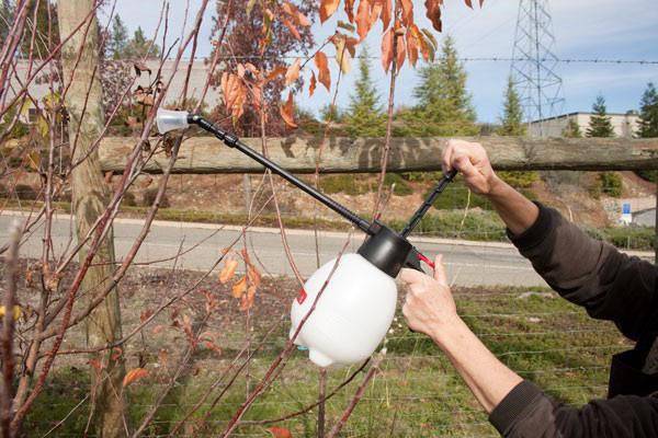 Применение медного купороса в садоводстве весной и осенью: когда и как обрабатывать