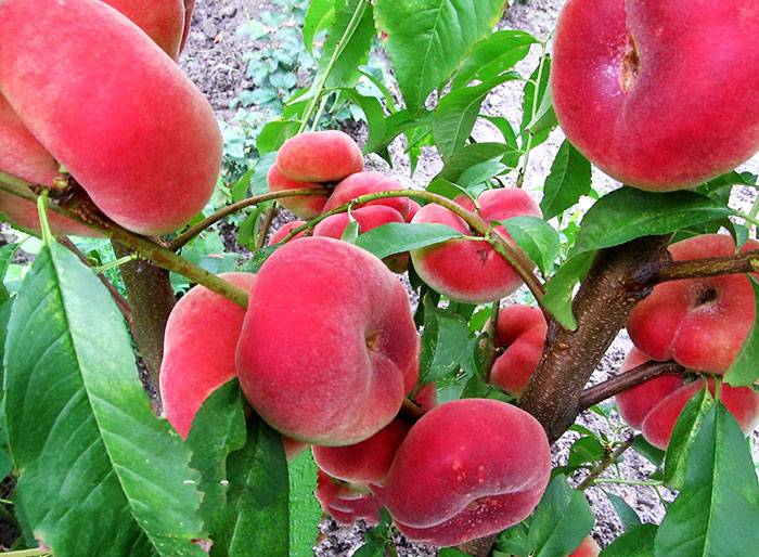 Гибрид сливы и абрикоса: описание и особенности выращивания. сорта, характеристики и названия фрукта (100 фото)